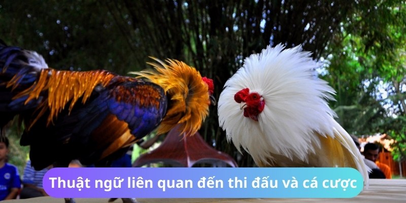 Thuật Ngữ Đá Gà